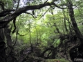 Yakushima10_tn