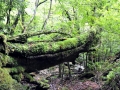 Yakushima11_tn