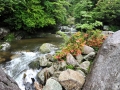 Yakushima12_tn