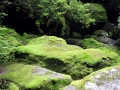 Yakushima1_tn