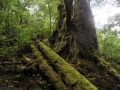 Yakushima2_tn