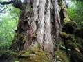 Yakushima3_tn