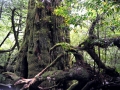 Yakushima4_tn