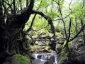 Yakushima8_tn