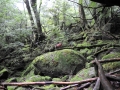 Yakushima9_tn