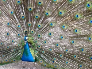 Peacock